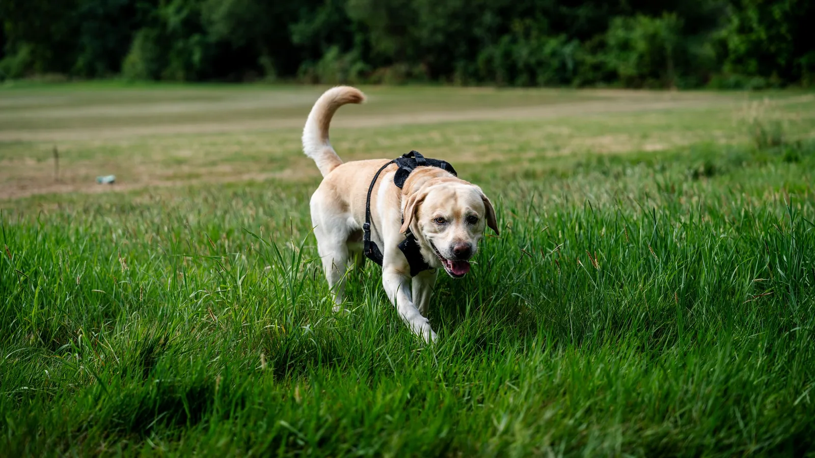 Labrador sable portant un harnais lors d'une promenade dans une prairie