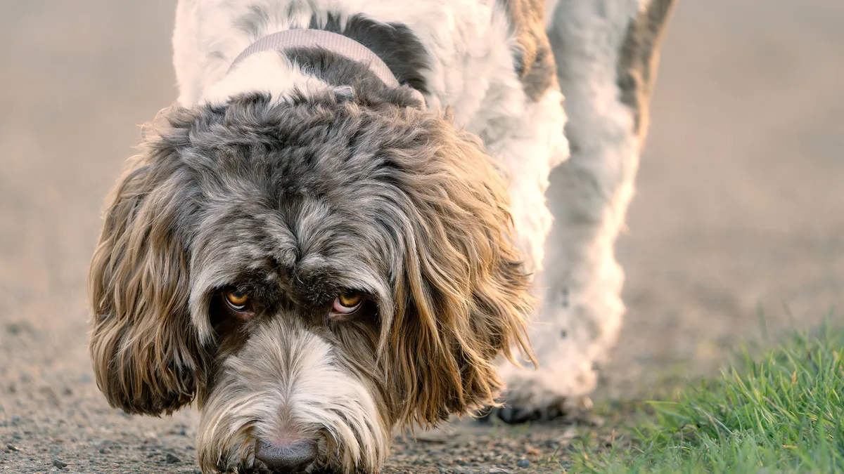Labradoodle reniflant attentivement le sol sur un chemin ensoleillé
