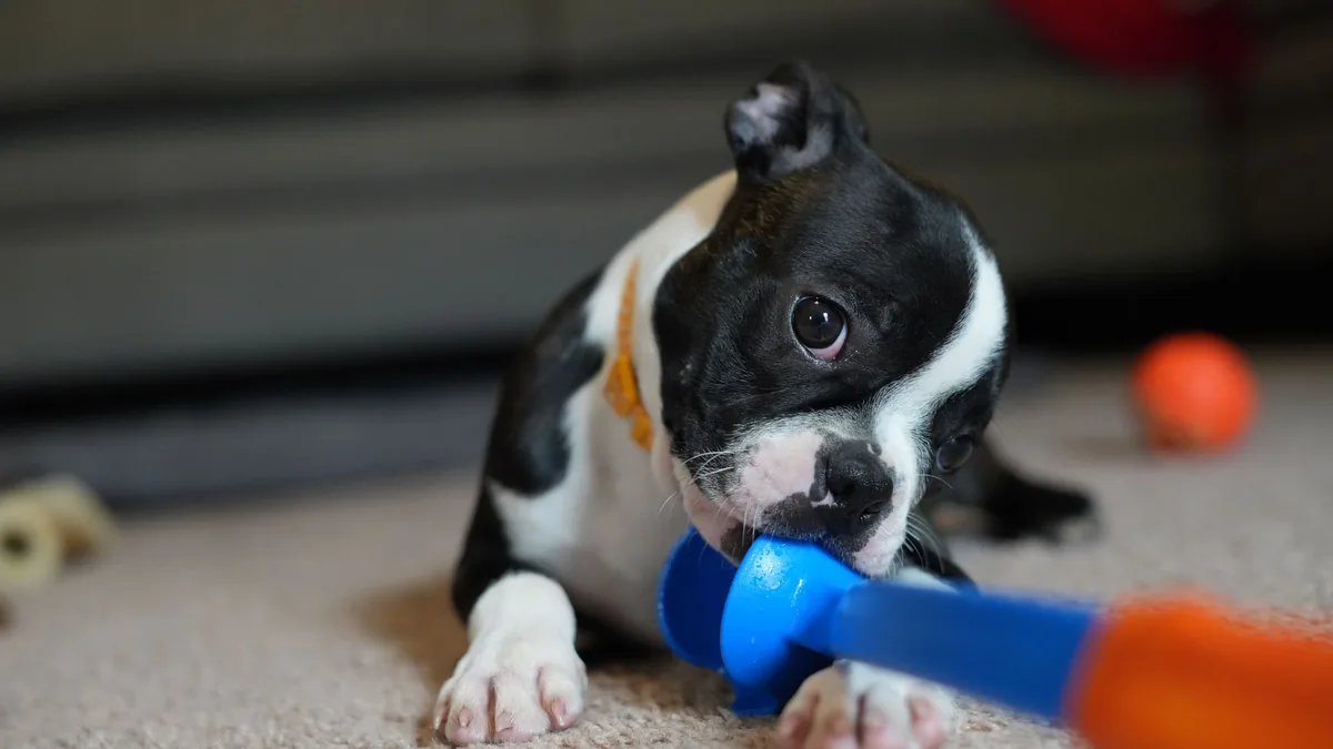 Chien allongé sur un tapis mâchant un jouet interactif coloré