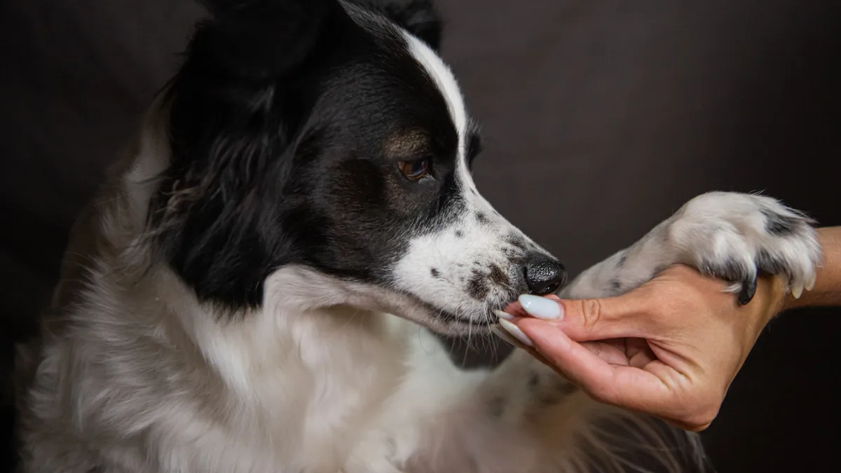 Border collie donnant la patte à la main de son maître pour une friandise