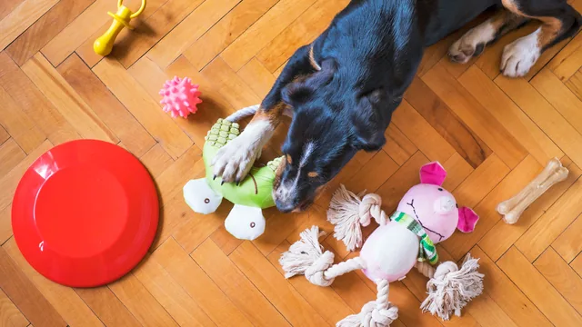 Chien couché sur un parquet entouré de ses jouets et d'un frisbee