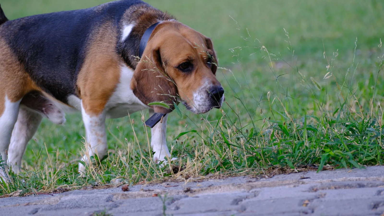 Chien reniflant l'herbe, museau au sol, en pleine recherche olfactive