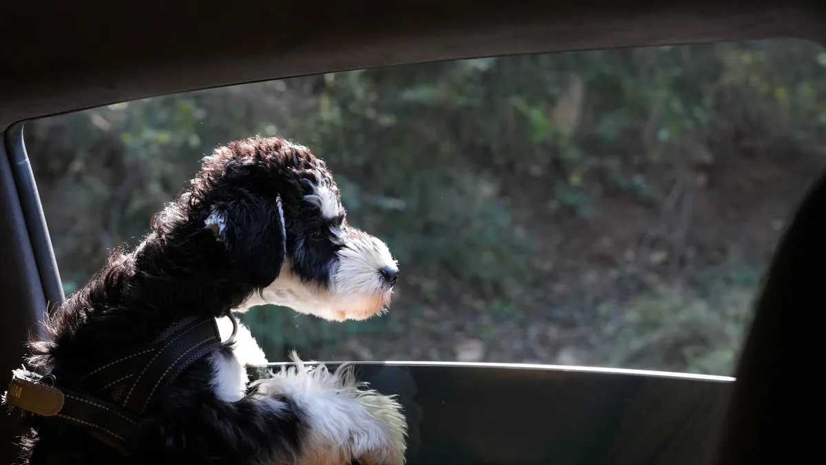 Chien attaché avec un harnais de sécurité regardant par la fenêtre d'une voiture