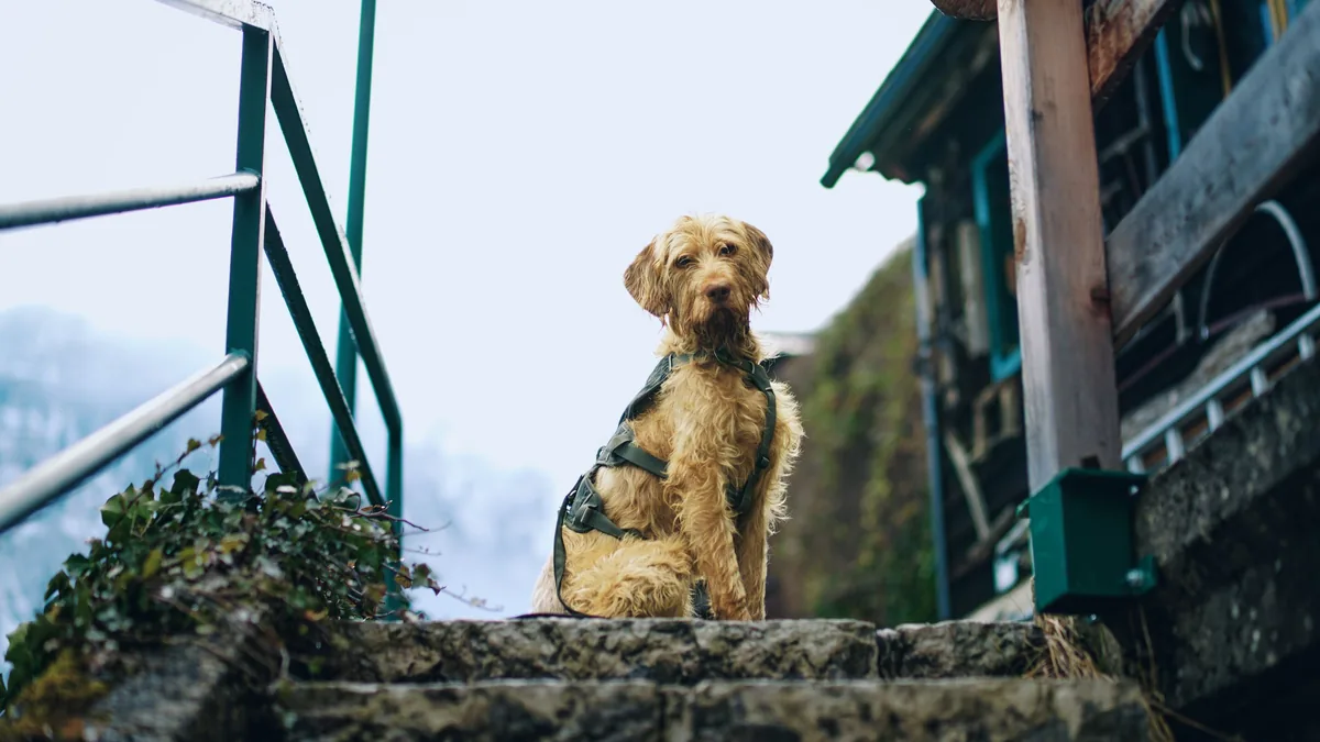 Chien en harnais assis sur des marches de pierre face aux montagnes