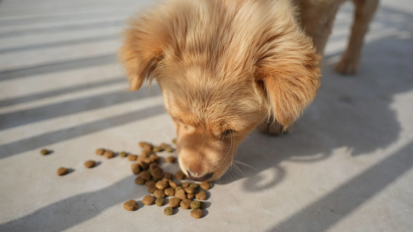 Chiot golden mangeant ses croquettes dans sa gamelle en extérieur
