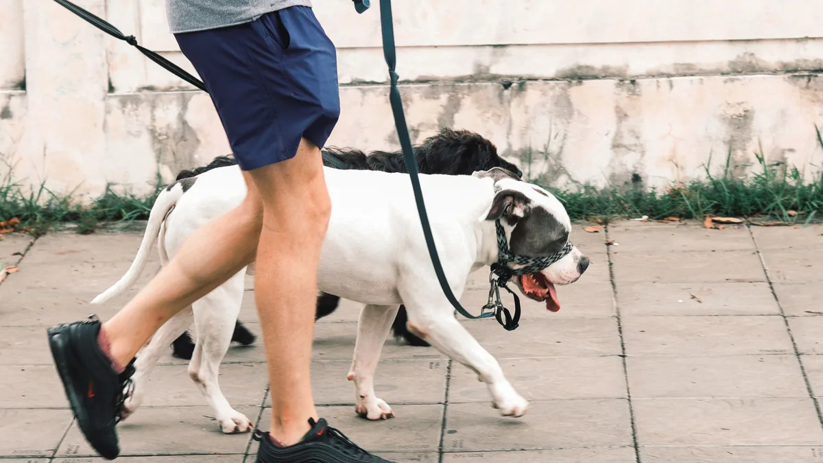Promeneur tenant deux chiens en laisse sur un chemin extérieur