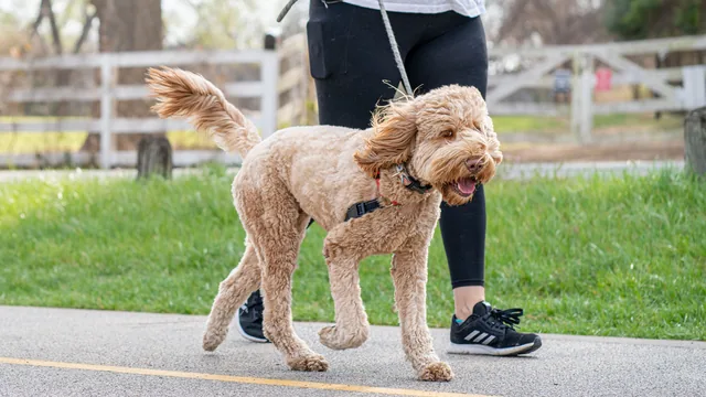 Chien en harnais et laisse marchant à côté de son maître sur une route de campagne