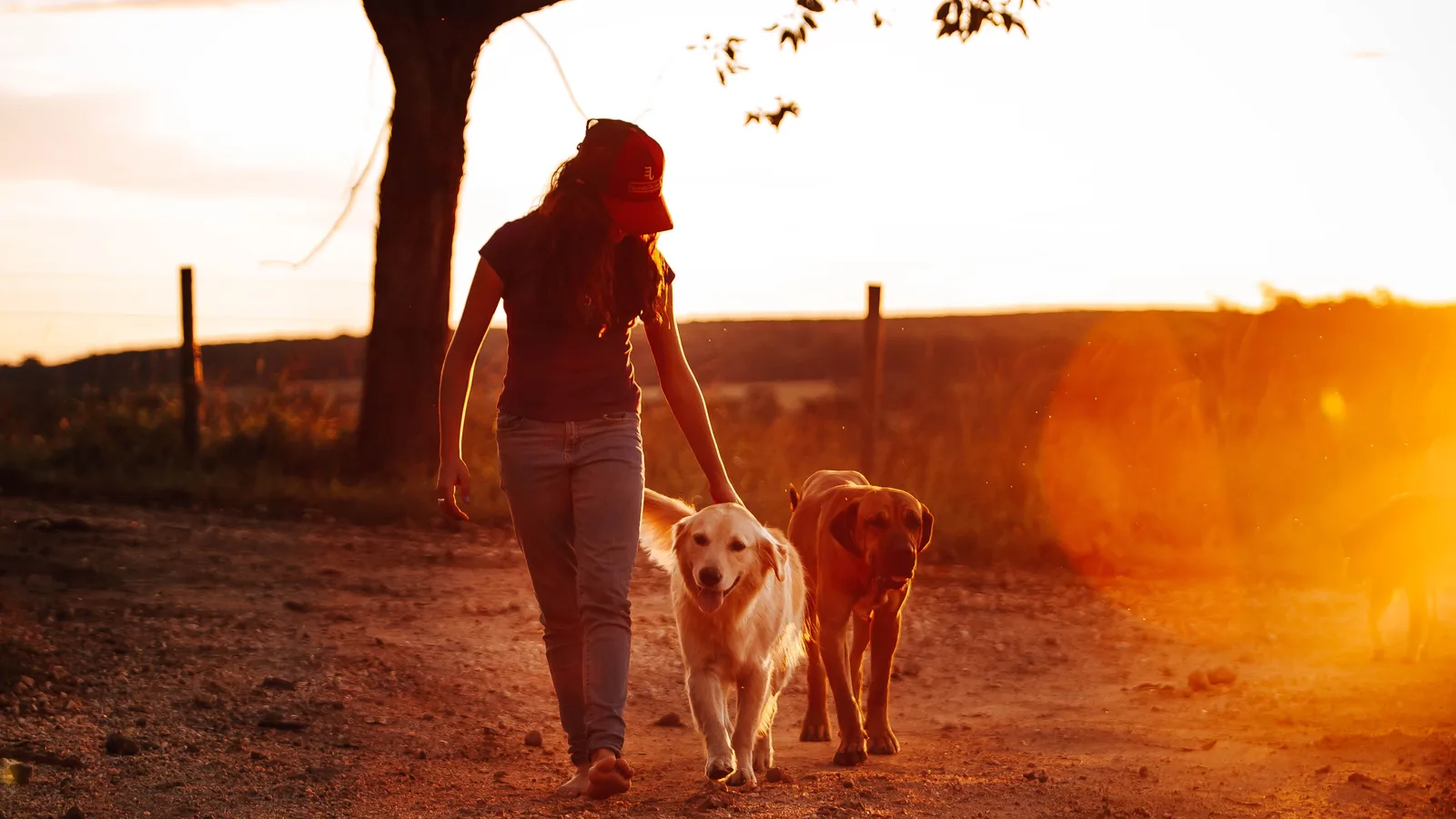 Promeneuse et ses deux chiens sur un chemin de campagne au coucher du soleil