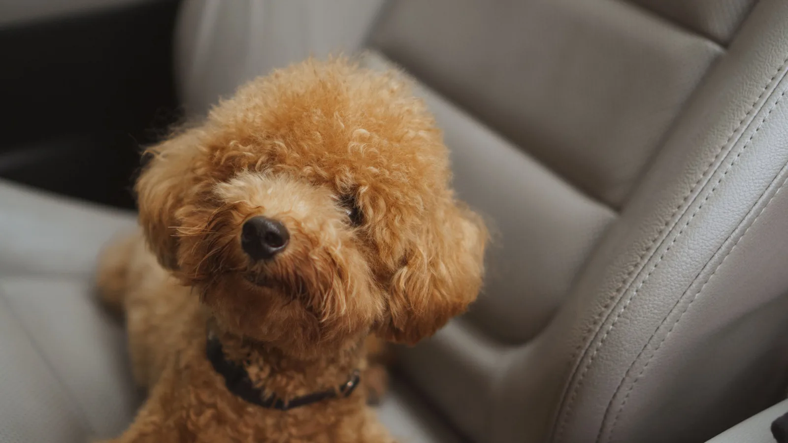 Petit chien assis sur le siège d'une voiture, équipé d'un harnais