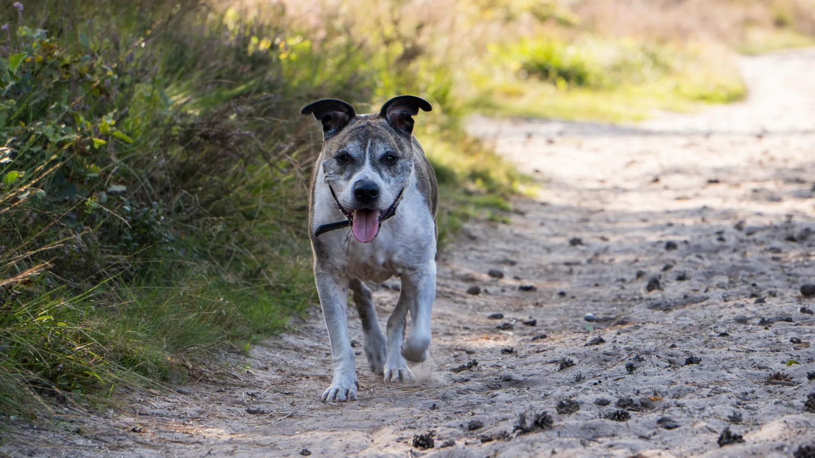 Chien courant librement sur un chemin de campagne, équipé de son collier