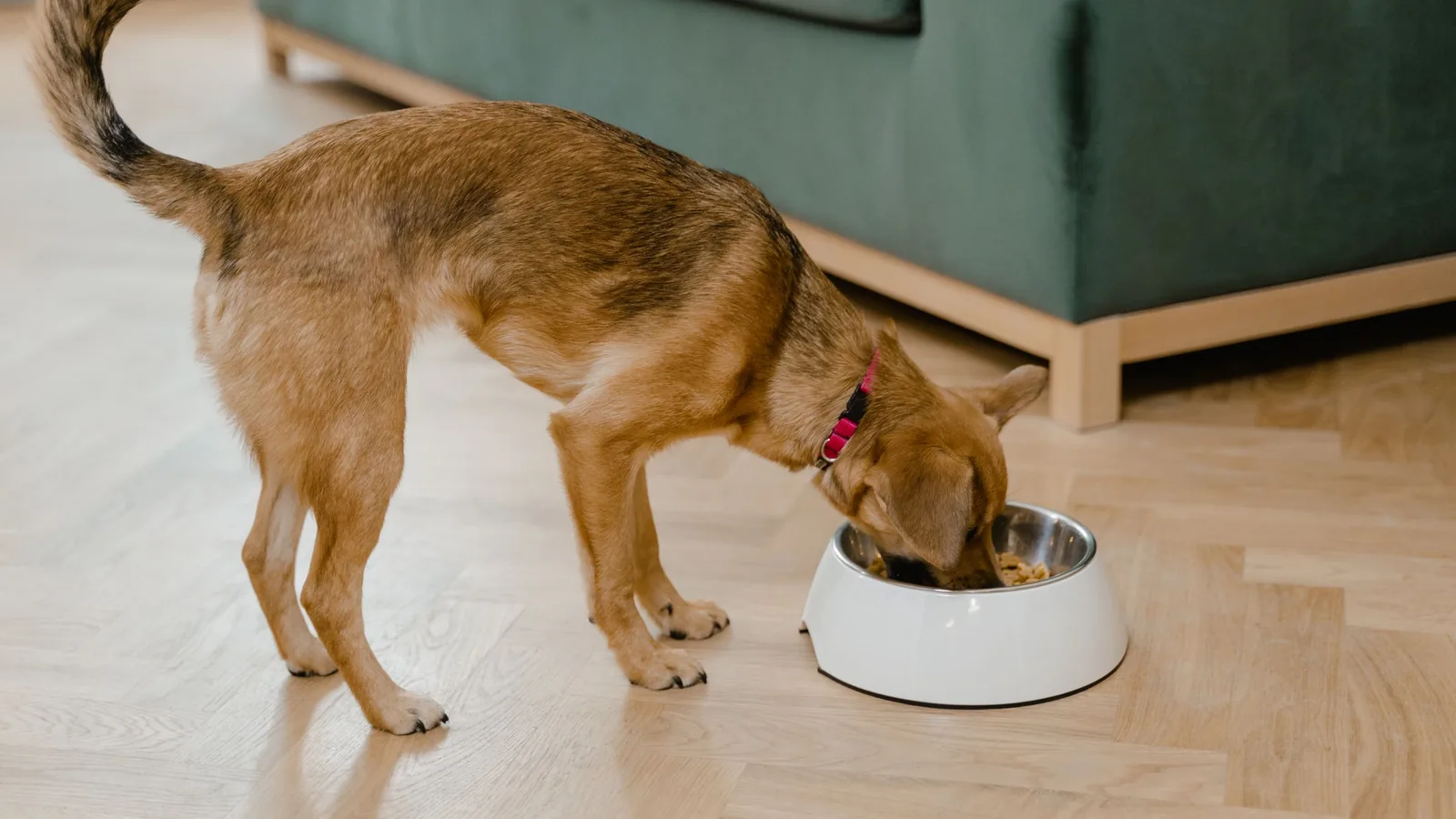 Chien mangeant dans sa gamelle posée sur un parquet clair dans un intérieur lumineux