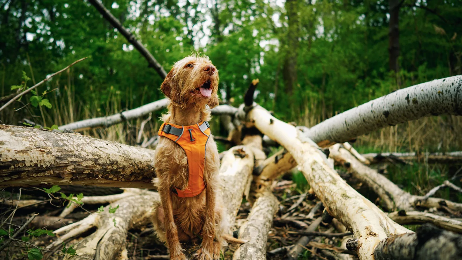 Chien portant un harnais orange en exploration dans une forêt d'automne