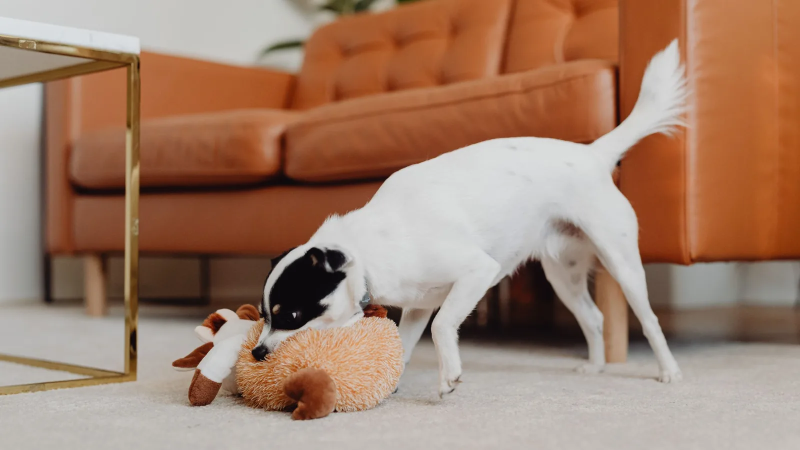 Petit chien jouant avec une peluche sur le tapis d'un salon