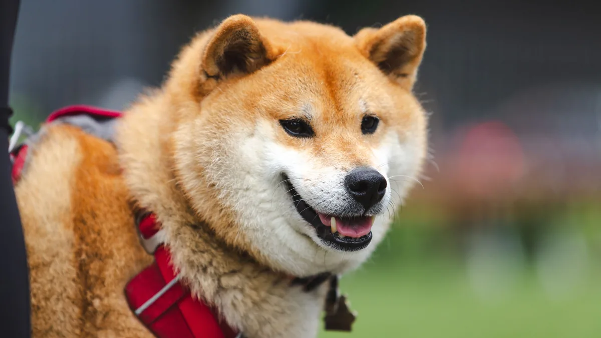 Shiba Inu portant un harnais rouge ajusté, debout dans un parc