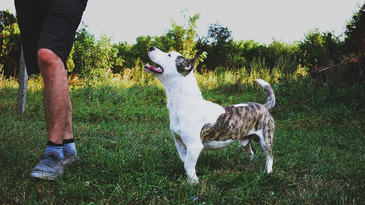 Chien en laisse attentif à son maître pendant une séance d'éducation en extérieur