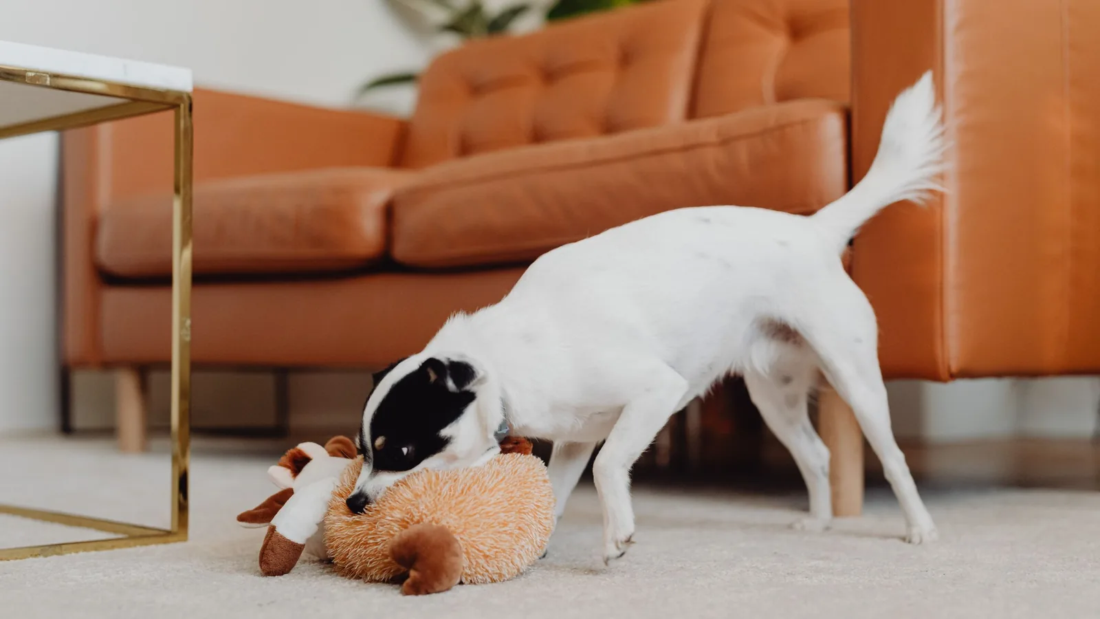 Chien seul dans un salon jouant avec une peluche devant un canapé