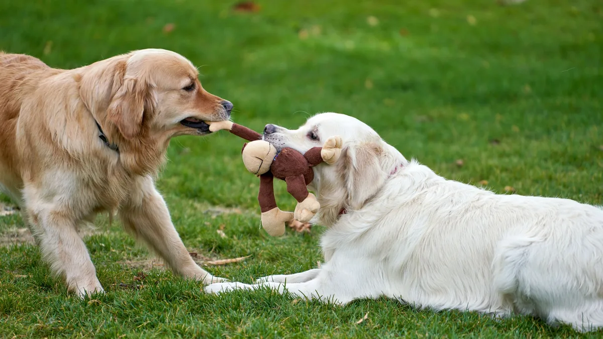 Deux chiens tirant chacun sur un jouet en corde dans un jardin