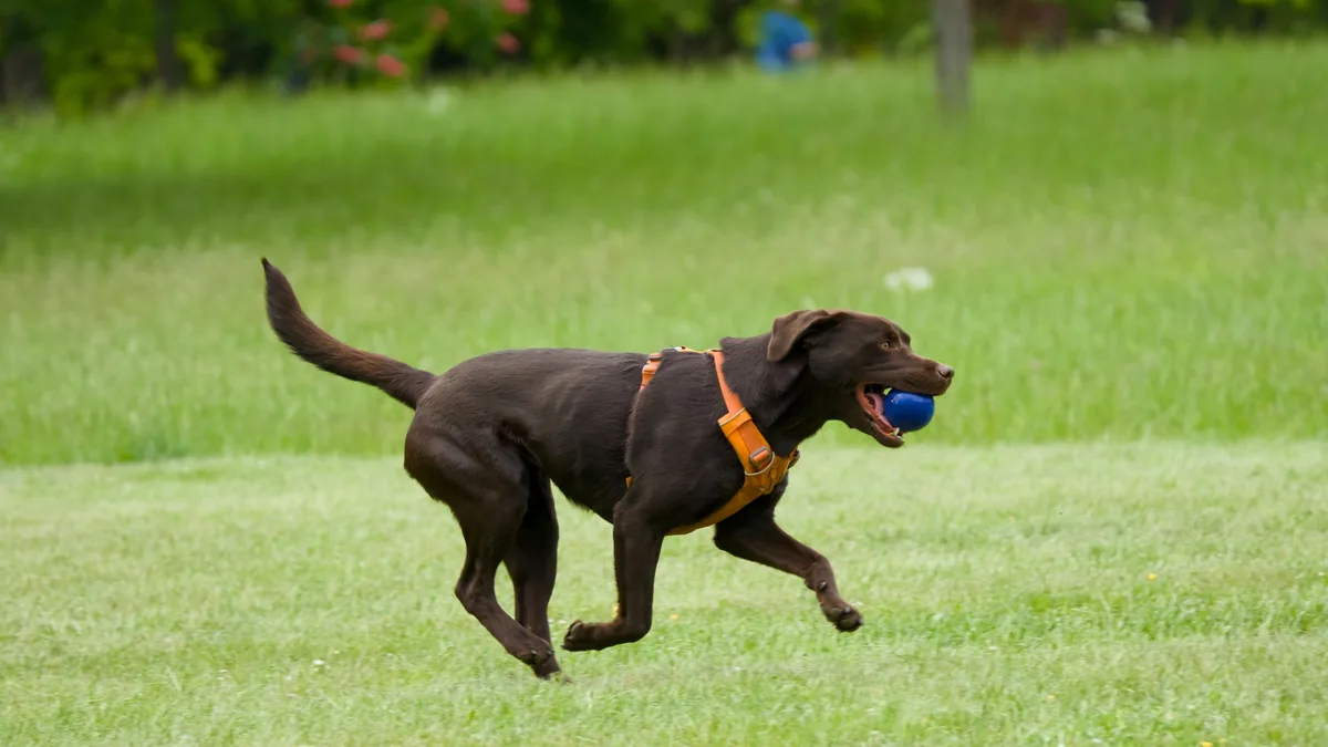 Chien brun équipé d'un harnais orange courant dans l'herbe avec une balle