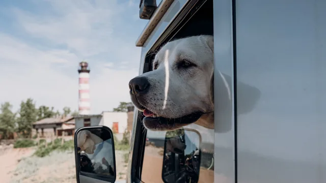 Labrador installé calmement à la fenêtre d'un van en bord de mer